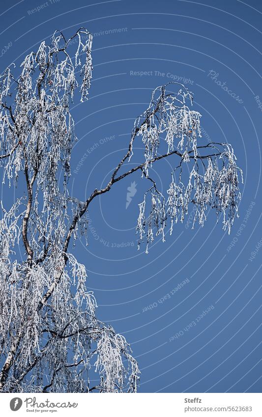 eine Birke im Winterkleid Raureif Frost frostig Raureif bedeckt Birkenzweige Birkenäste gefroren Kälte winterlich weiß frieren kalt blau Winterkälte