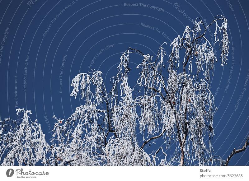 eine Birke ganz im weiß Raureif Frost Raureif bedeckt Äste Zweige frostig Dezember Winterzauber Dezemberfrost gefroren Kälte Birkenzweige Birkenäste winterlich