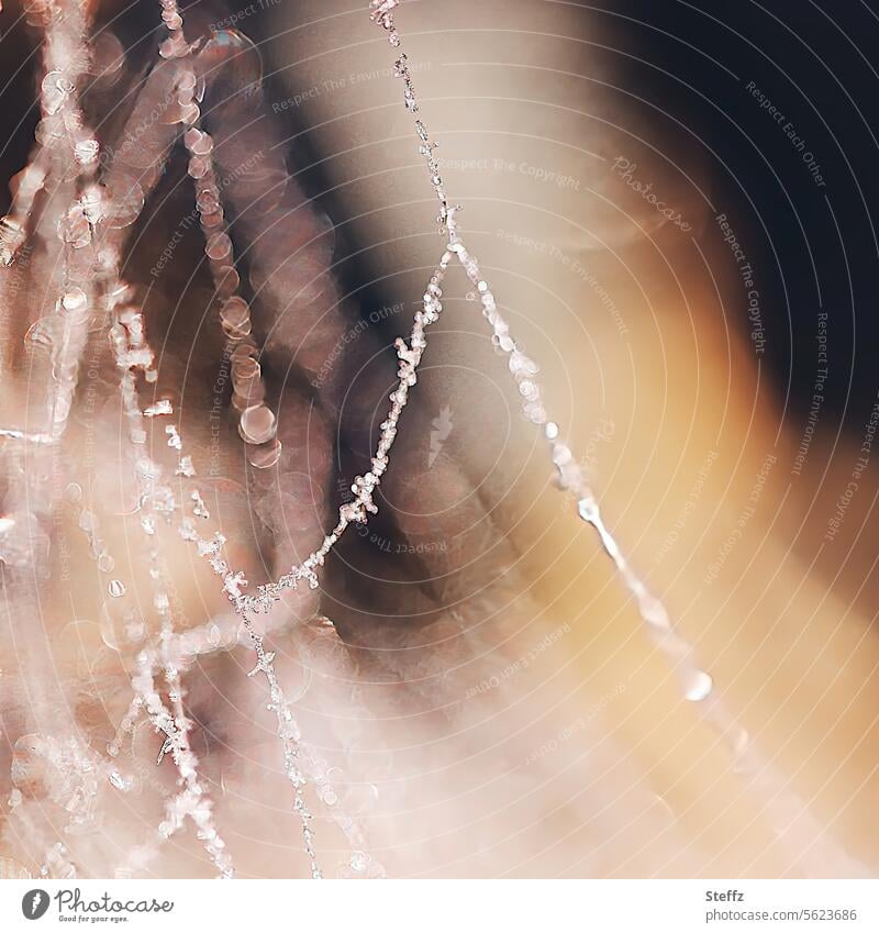 Spinnennetz mit Raureif an einem frostigen Tag Raureif bedeckt Raureifkristalle Spinnenfäden Frost Netzwerk glitzern Falle Fäden Kälte fein frostbedeckt