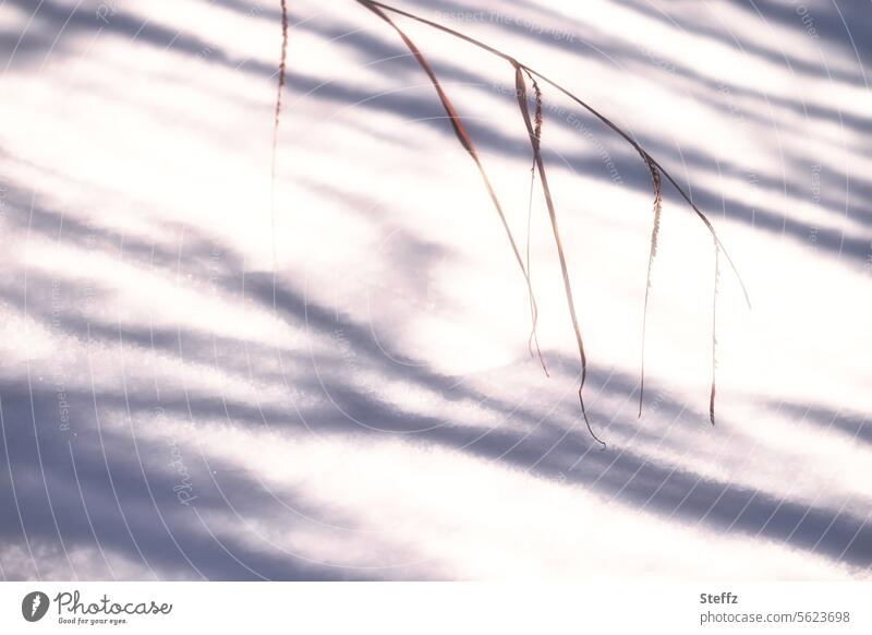 winterliche Stimmung mit Licht und Schatten im Garten Schneedecke schneebedeckt Wintersonne im Schnee lichtvoll Kälte Schnee im Garten Winterkälte kalt Wetter