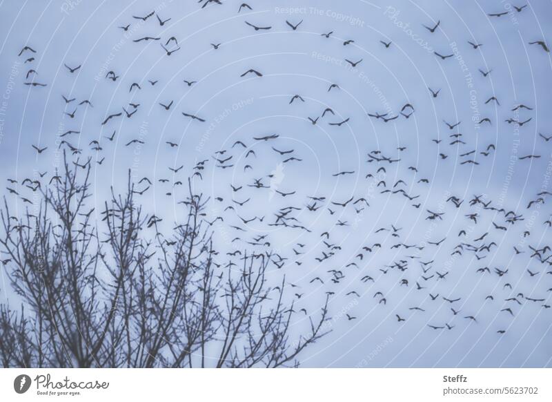 Vogelschwarm am Winterhimmel Vögel Schwarm Vogelflug Vögel fliegen blau Himmel Wintertag viele frei Luft blaue Stunde Vogelzug Baumkronen Äste blattlos Dezember