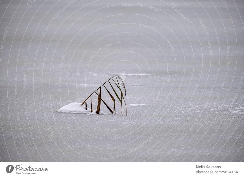 durch die eisige Wüste kriechen. See Eis Schilfrohr Blätter Schnee Frost Landschaft kalt gefroren Wasser Winter Natur Windstille Winterstimmung minimalistisch