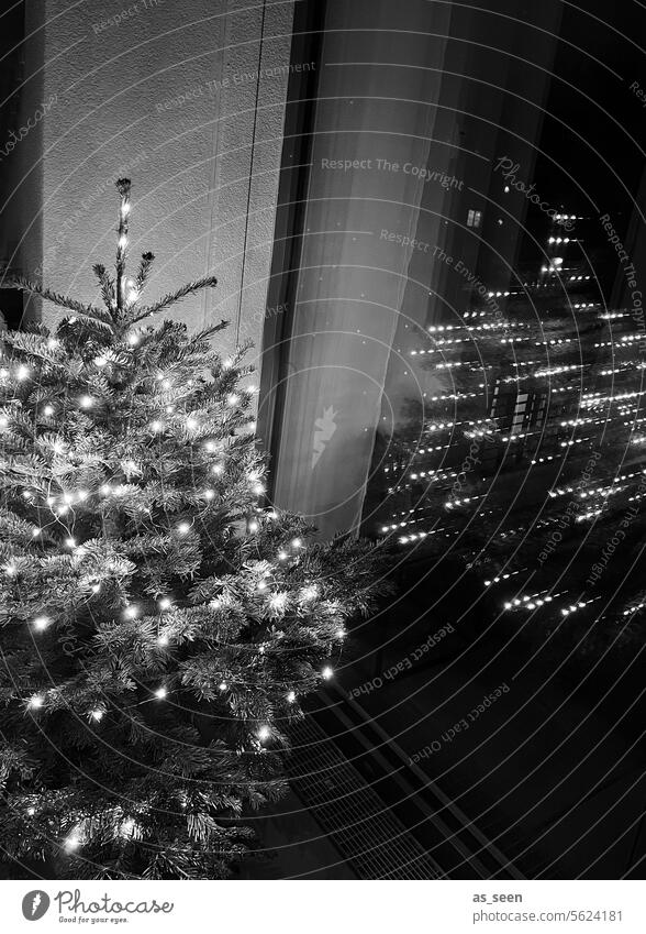 Weihnachtsbaum Weihnachten Weihnachten & Advent Tannenbaum weihnachtlich Weihnachtsdekoration Winter Feste & Feiern Weihnachtsbeleuchtung