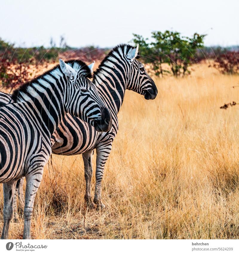zusammen ist man weniger allein etosha national park Etosha Etoscha-Pfanne außergewöhnlich Tierporträt fantastisch Wildtier frei wild Wildnis Zebra Safari