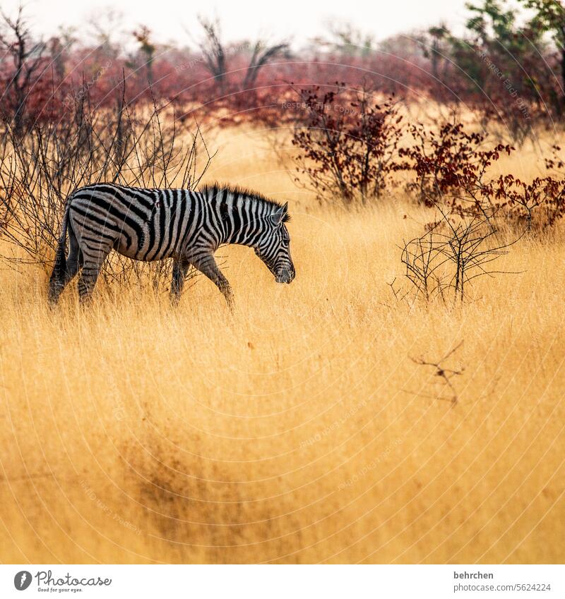 klein sein etosha national park Etosha Etoscha-Pfanne außergewöhnlich Tierporträt fantastisch Wildtier frei wild Wildnis Zebra Safari reisen Fernweh Ferne weite