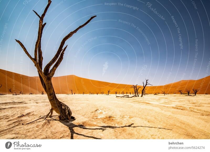 gelebt Sossusvlei Sesriem Sand Wüste Afrika Namibia Ferne Fernweh Sehnsucht reisen Farbfoto Einsamkeit Natur Ferien & Urlaub & Reisen Landschaft Abenteuer Wärme