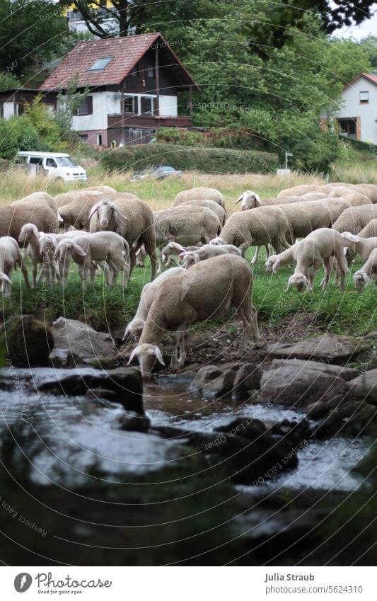 Badestelle Bach Schafherde Sommer Steine ufer Schafe viele Lämmer Lämmchen Ostern draußen Wasser trinken stehen warten Schafswolle tiere Nutztier Landwirtschaft