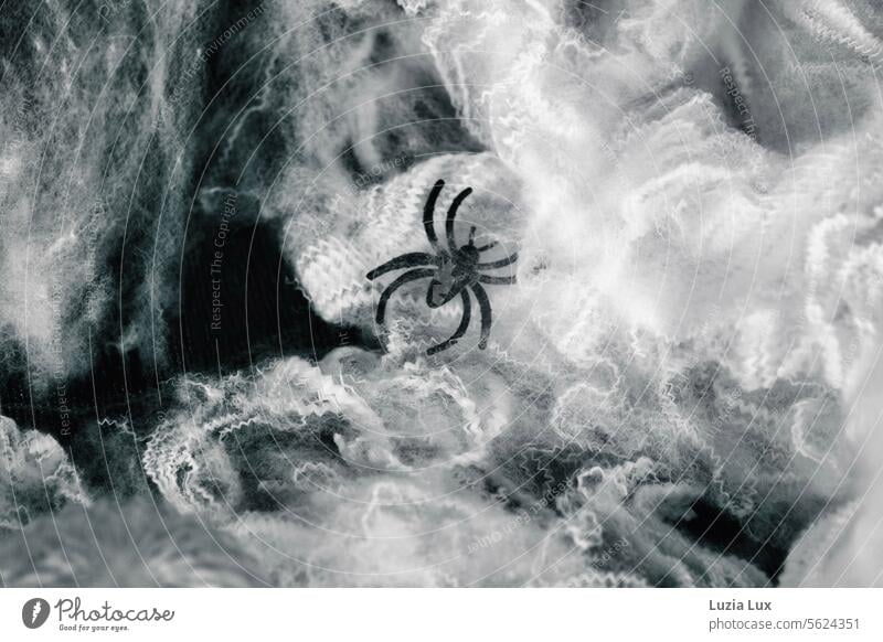 Halloween-Deko: Gespinste, Spitze und eine schwarze Plastikspinne Spinne Spinnennetz Spinnengewebe gruselig unheimlich Spuk spukig spukhaft Schwarzweißfoto