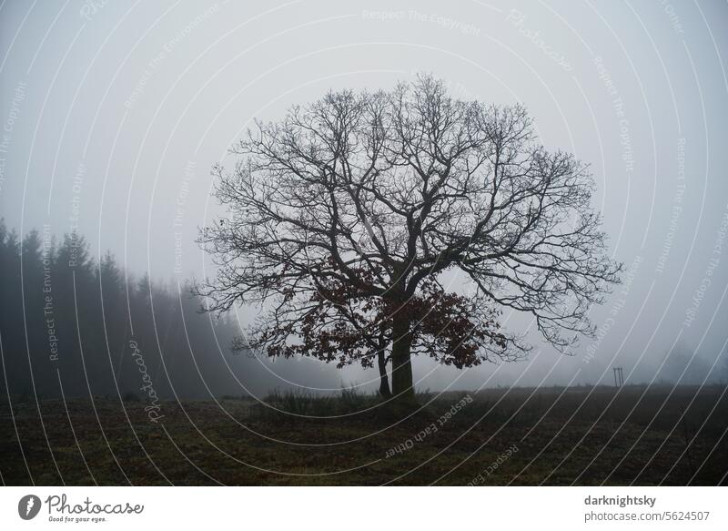 Nebel und Winter in der Heide mit Quercus robur Herbst fern nah Farbfoto Menschenleer Landschaft Bäume Außenaufnahme Umwelt Wald Natur Pflanze grün natürlich