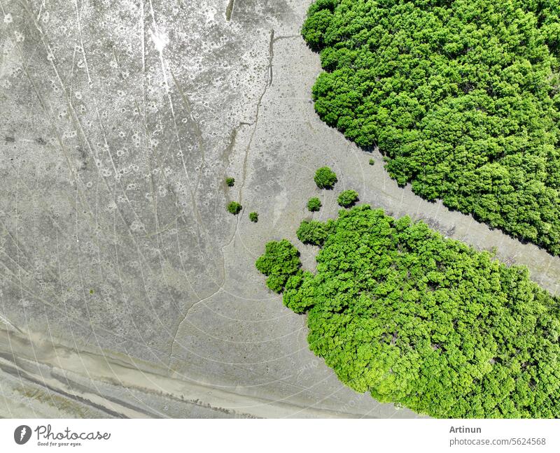 Grüner Mangrovenwald mit Morgensonne. Mangroven-Ökosystem. Natürliche Kohlenstoffsenken. Mangroven binden CO2 aus der Atmosphäre. Blaue Kohlenstoff-Ökosysteme. Mangroven absorbieren Kohlendioxid-Emissionen.