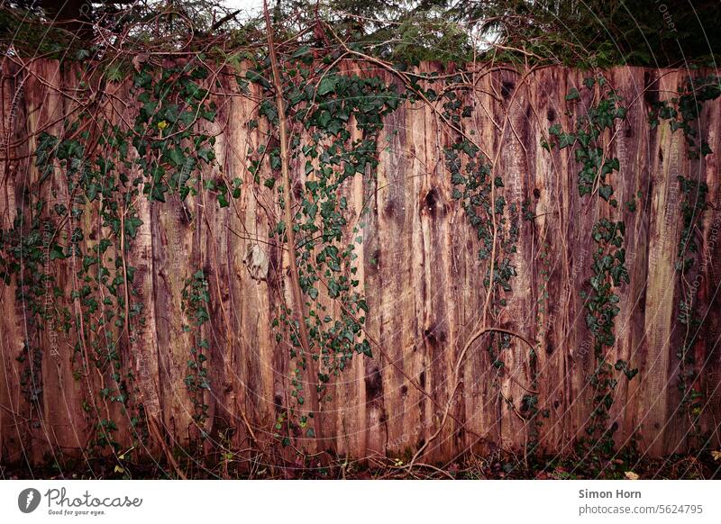 Sichtschutz aus Holz mit Grünpflanzen bewachsen Zaun Holzzaun Wand Holzwand versteckt verborgen Wachstum begrünt Begrünung Fassade Schutz Bretter Verschlag