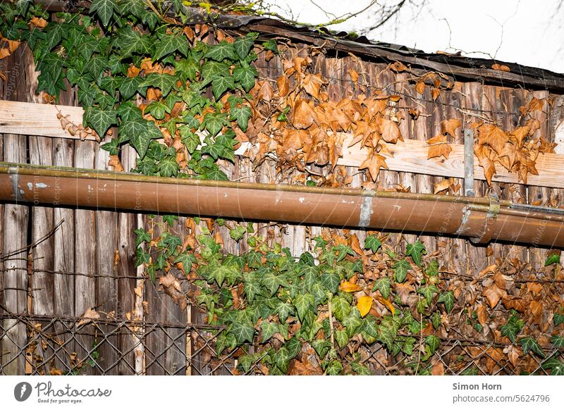 Dachrinne vor altem, bewachsenem Holzschuppen Holzhütte überwuchert Zaun Kleinod Laub Infrastruktur Bretterverschlag Kletterpflanzen Ranke umrankt Pflanze