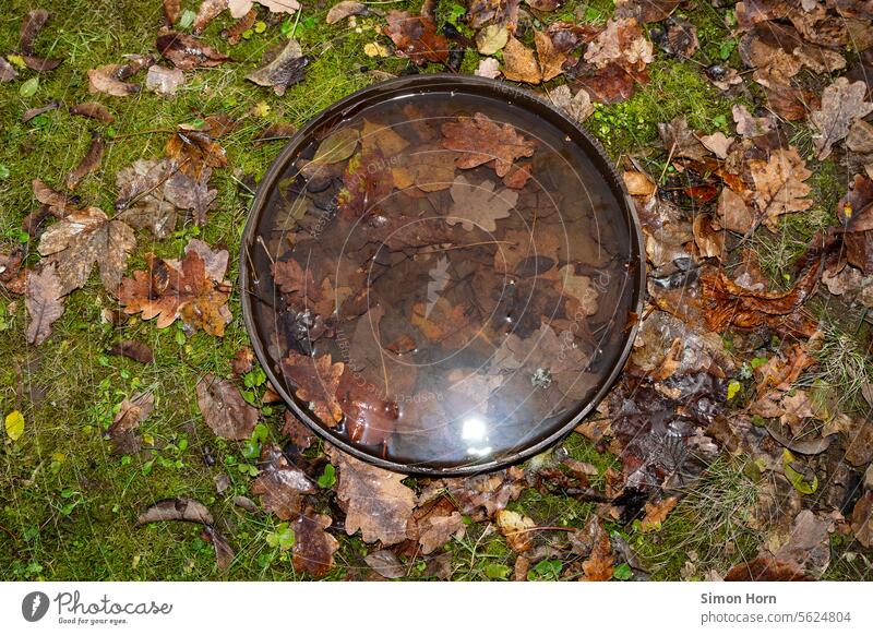 Lichtreflexion in rundem Behälter, der mit Laub und Wasser gefüllt ist Reflexion & Spiegelung Herbst nass Becken Kreis kreisrund Wiese Moos Teppich Natur