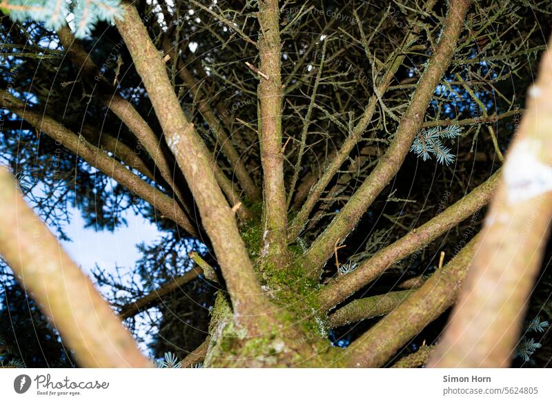 Kletterbaum Baum Äste Baumkrone verästelt klettern verzweigt Natur nach oben Froschperspektive Himmel Zweige u. Äste Wald Kinderspiel Wachstum Baumstamm