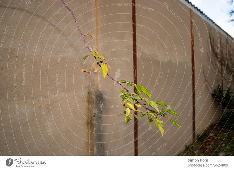 Mauer und Ast mit grünen Blättern Zweig Zweige u. Äste Wand Grenze Begrenzung Schutz Barriere Sicherheit Grenzziehung Sichtschutz Strukturen & Formen Absperrung
