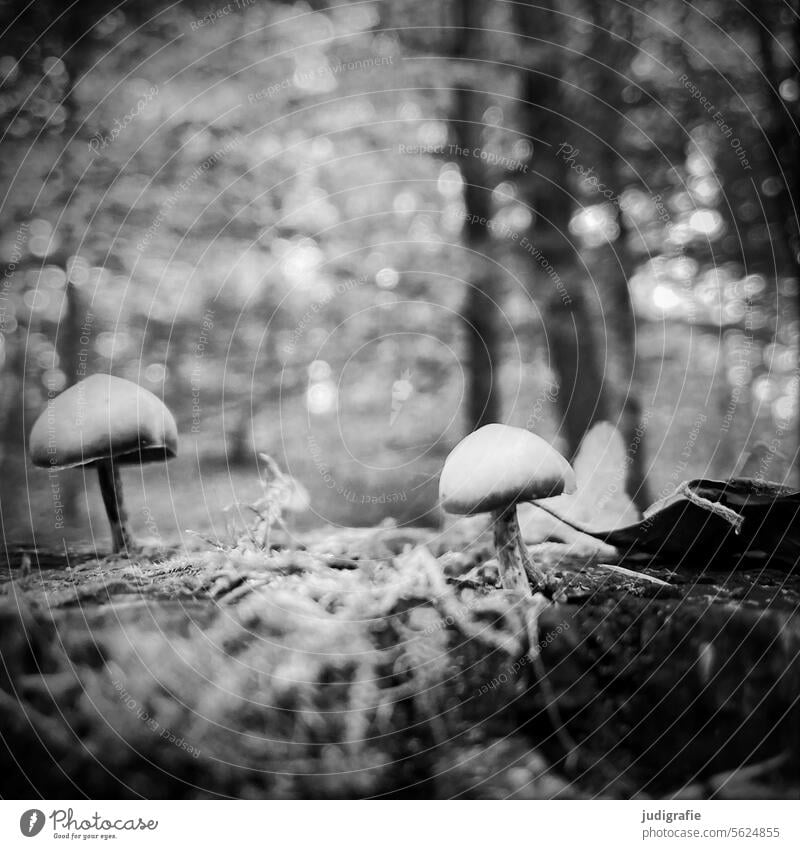 Im Wald Natur Pilze klein niedlich Herbst natürlich Pflanze Waldboden Moos Pilzhut Quadrat Schwarzweißfoto