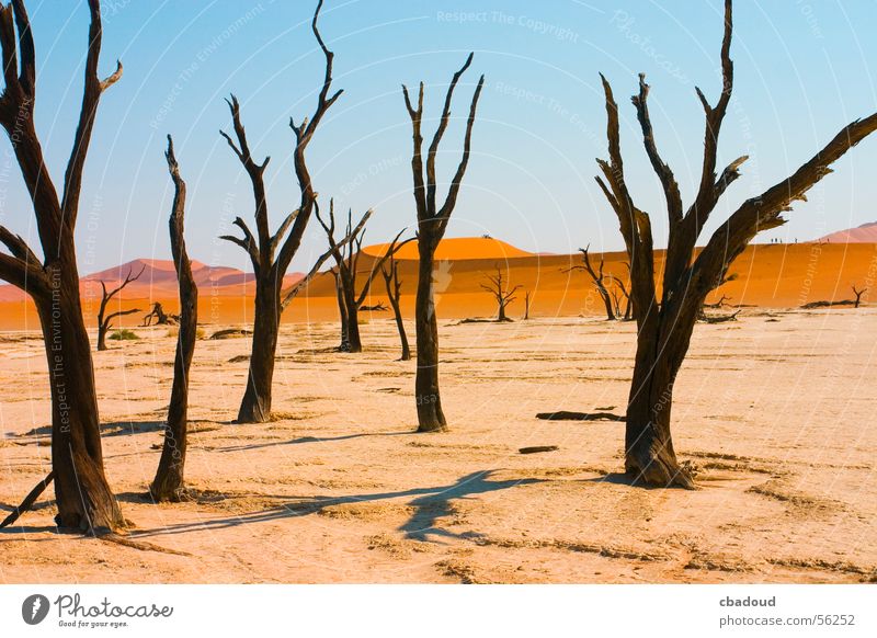 Tote Akazie in der Wüste Landschaft Pflanze Himmel Baum Gelassenheit Tod Einsamkeit Namibia laublos Farbfoto mehrfarbig Außenaufnahme Strukturen & Formen