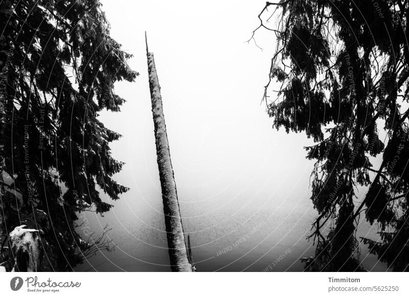Windbruch umrahmt von standhaften Bäume am winterlichen See Natur Nadelbaum Baumstamm düster Wasser Mummelsee Nebel Winter kalt Schnee Menschenleer