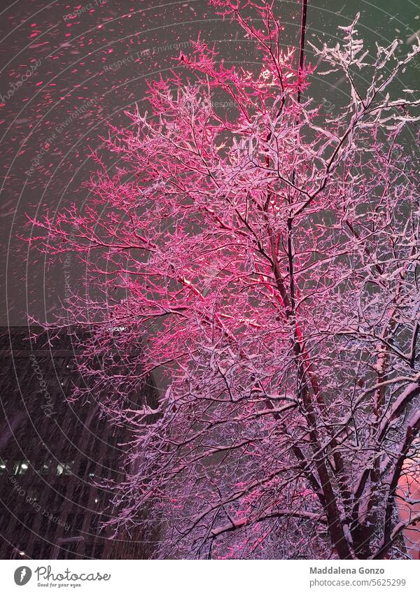 Schnee, der auf einen Baum fällt, der rosa leuchtet Schneefall Schneesturm urban Großstadt glühen Winter kalt Wetter Frost wunderschön filigran Außenaufnahme