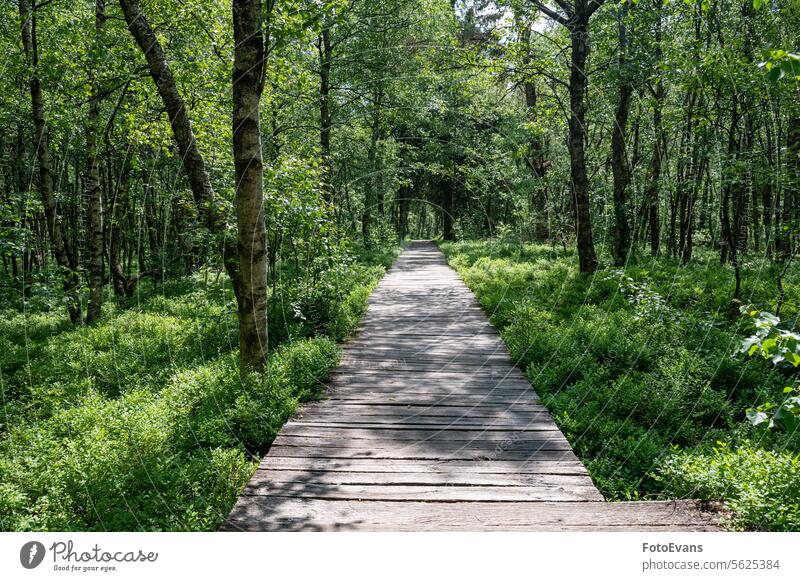 Ein Holzpfad mit Birke im roten Moor Natur Deutschland Land Ausflugsziel Bretter Baum Fußweg Karpaten-Birkenwald Feuchtgebiet Landschaft Betula carpatica