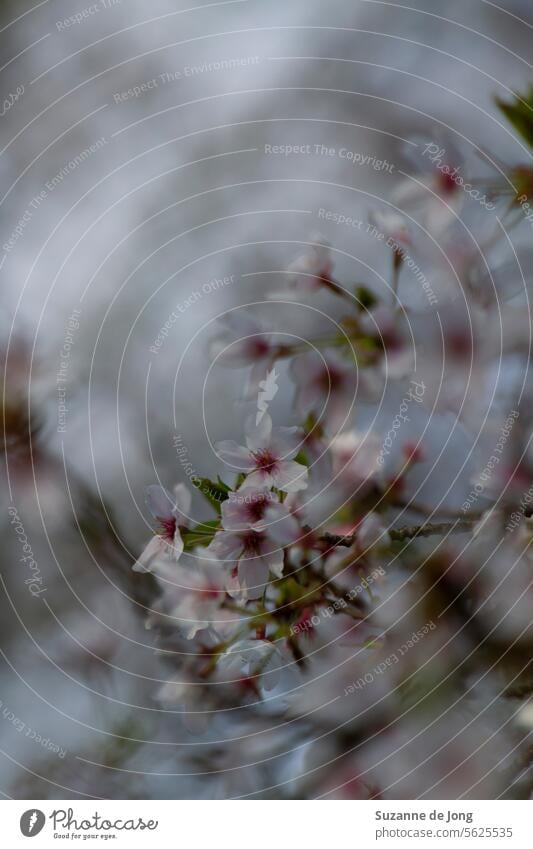 Baum mit Kirschblüte im Frühling. Die Blüten der Kirschblüte sind weiß und rosa. Der Hintergrund hat einen Bokeh-Effekt. Das Bild hat ein weiches Gefühl
