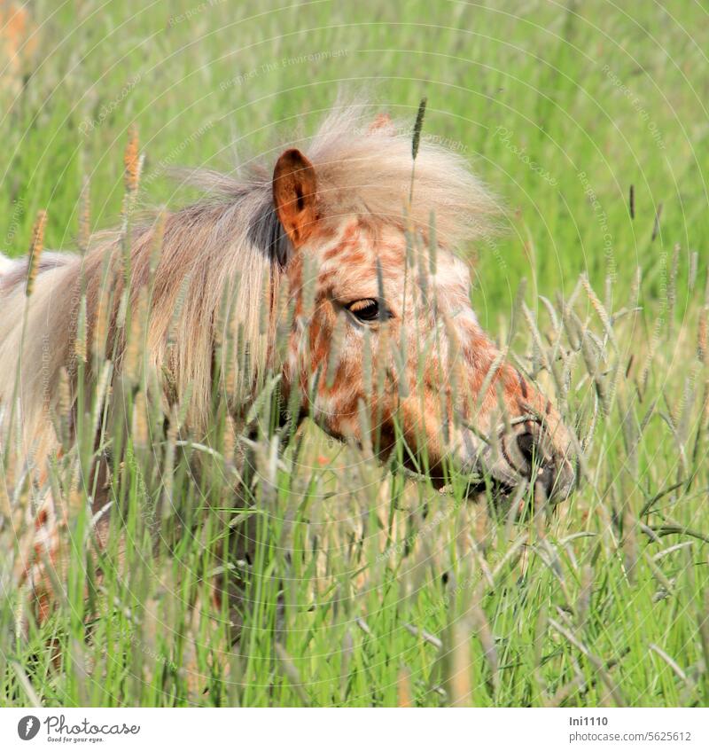 geflecktes Pony im hohen Gras Wiese hohes Gras Tier Pferd Pferderasse klein Teilansicht Ponykopf Mähne Fellfarbe Flecken gescheckt beige braun weiß