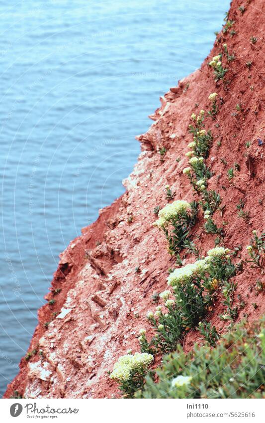blühender Meerfenchel auf den roten Klippen von Helgoland Natur Wasser See Nordsee Insel Küstenklippen Gestein Felsen rote Klippen Pfanzen Wildpflanze