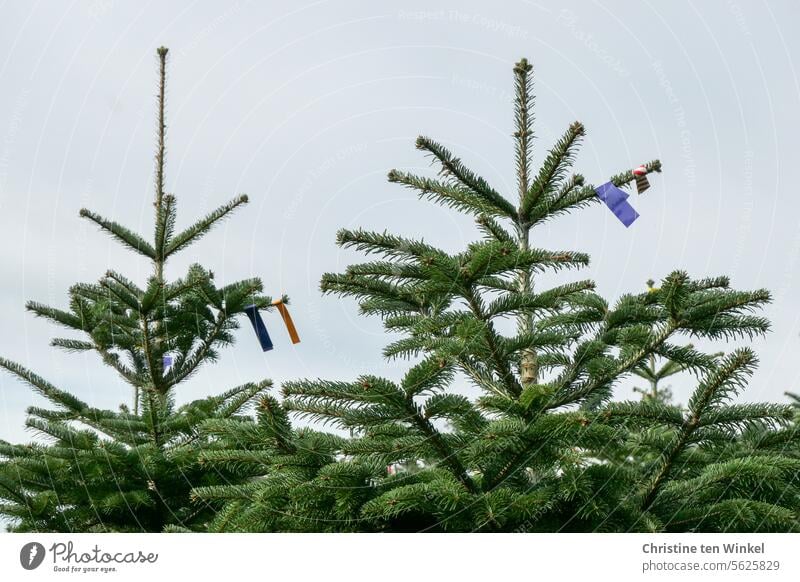 Oh Tannenbaum | wartet auf den Verkauf Weihnachtsbaum Weihnachtsbaumverkauf Nordmanntanne Weihnachtsbaumkultur Tannenproduktion Christbaumanbau Nadelbaum
