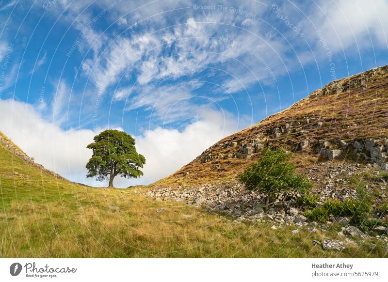 Sycamore Gap auf dem Hadrian's Wall Trail in Northumberland, UK Platane Hadrianswall northumberland Baum Landschaft Wahrzeichen Himmel blau Außenaufnahme Tag