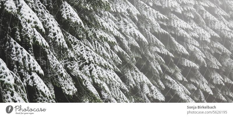 Schnee in den Tannen Hintergrund Nadelbäume verschneit Winter Natur Wald Landschaft kalt Bäume Kälte Außenaufnahme Frost Baum Winterstimmung Schneelandschaft