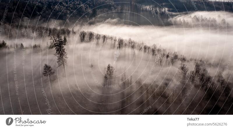 Der Nebelwald nebel winter hochnebel bäume kalt natur schön landschaft siegerland rothaargebirge deutschland