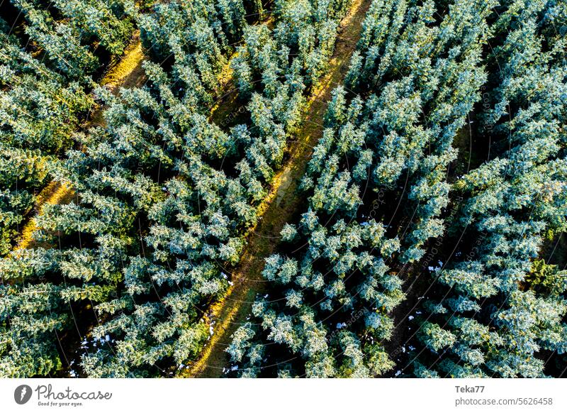 NADELWALD wald nadelwald von oben grün natur winter sonne bäume nadelbäume