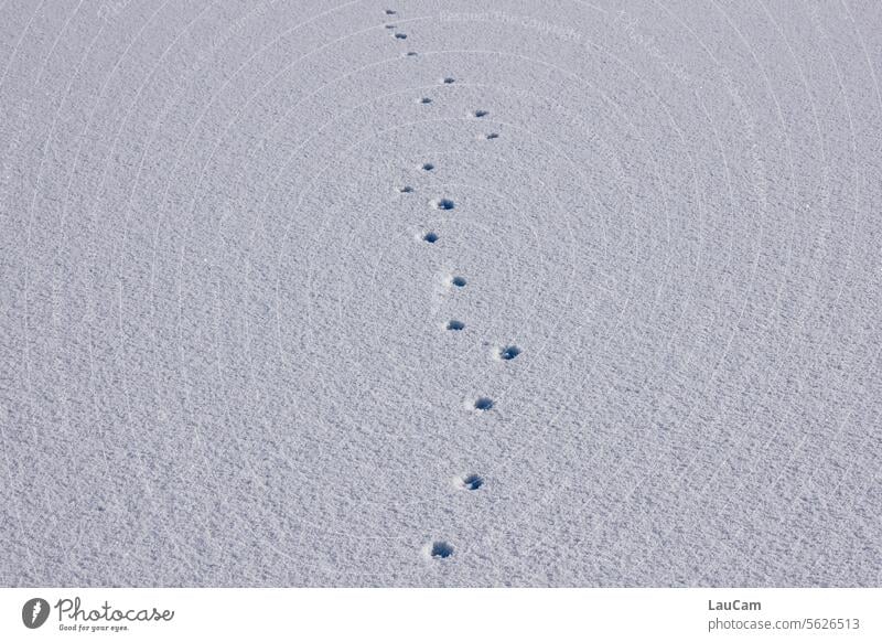 Einzelgänger - einsame Spur im Schnee Schneedecke Fußspur Fußabdrücke Tierspuren Spuren durchqueren geradeaus Spuren im Schnee Winter Winterstimmung winterlich