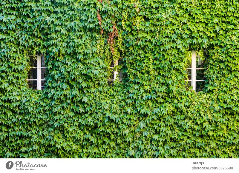 Überwuchert Efeu Fenster Gebäude Fassade Haus Wand grün Natur begrünt alt Burg oder Schloss Architektur Märchen Dornen Pflanze Dornröschen verschlungen dicht