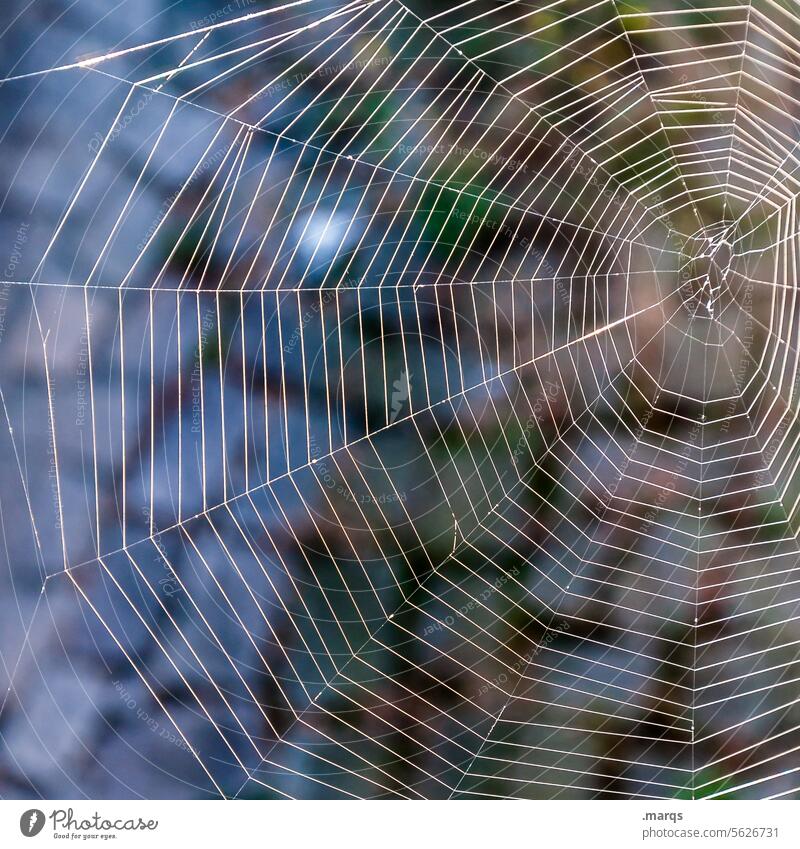 Spinnennetz Netz Natur Spinngewebe Netzwerk Spinnwebe filigran Stimmung Nahaufnahme Farbe Spinnenfäden Webdesign