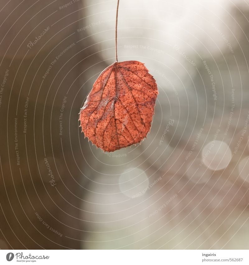 Es winkt der Winter Natur Herbst Pflanze Baum Blatt Zeichen glänzend hängen leuchten dehydrieren einfach trocken braun grau schwarz weiß Stimmung ruhig