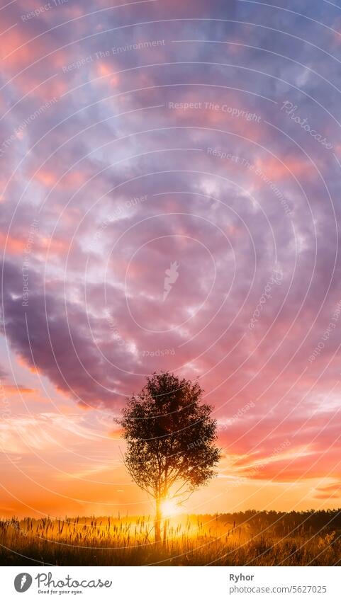 Sonnenuntergang Sonnenaufgang in nebligen Herbst Wiese Landschaft mit einsamen Baum. Sonne Sonnenschein mit natürlichem Sonnenlicht durch Holz Baum am Morgen. Schöne Aussicht. Herbst Natur von Belarus oder europäischen Teil von Russland