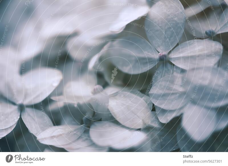viele Blüten der weißen Hortensie nach dem Regen Hortensienblüten durcheinander Hydrangea Regentag verregnet regennass Wetter Blütenblätter blühen Gartenpflanze