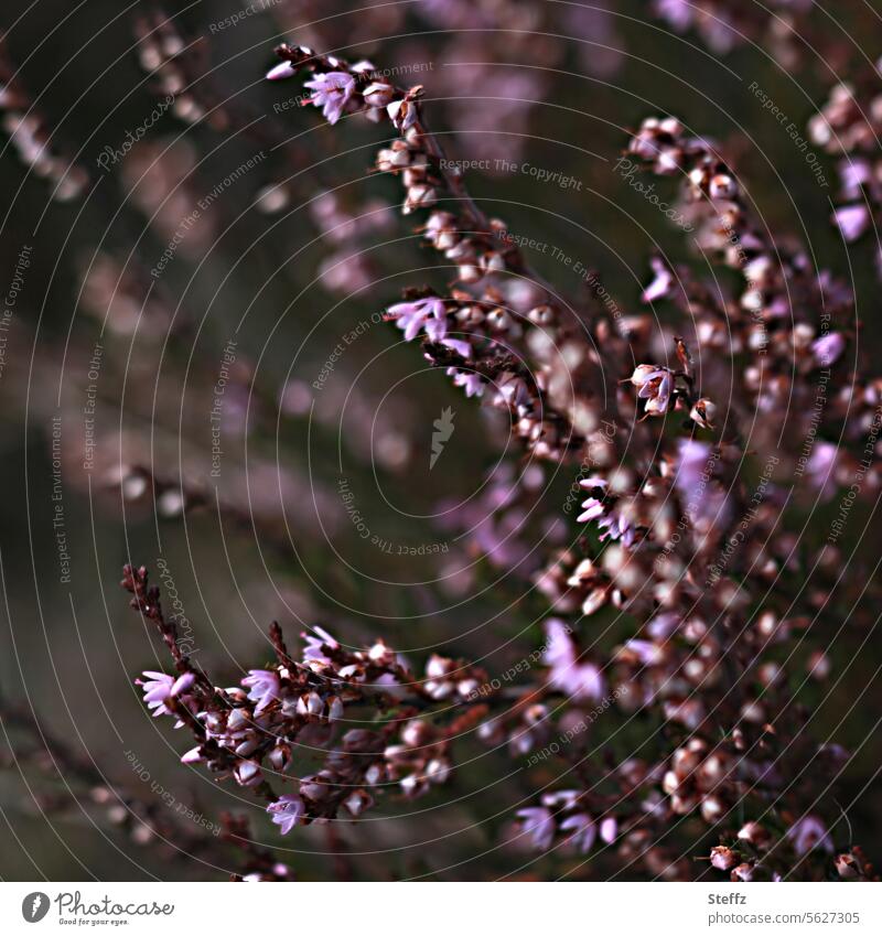 die letzten Blüten der Heide vor dem Herbst Heidestrauch Heideblüte Heidekraut Besenheide Sträucher lila blühen rosa Wildpflanze Erika Calluna vulgaris