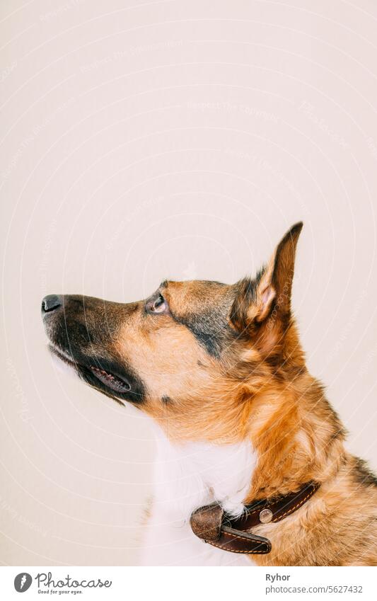 Profilporträt eines Mischlingshundes mit abstehenden Ohren auf weißem Hintergrund, Kopierraum. Hund schaut vorsichtig auf den Besitzer braun clever abschließen