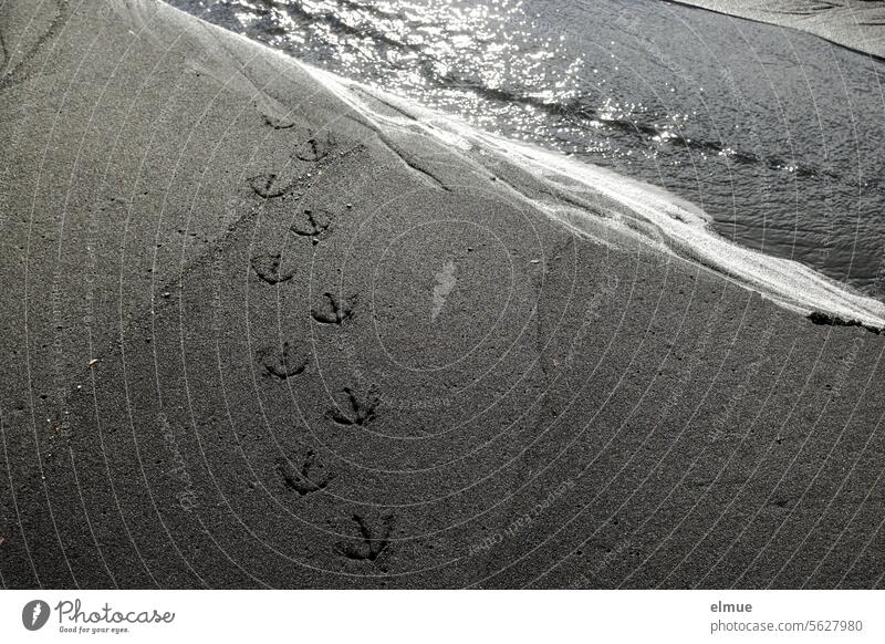 Vogelspuren im Sand am Meeressaum Küste Sandstrand schwarzer Sand Wassersaum Ferien & Urlaub & Reisen Tierspur Tourismus Tierbeobachtung Blog Strand Sommer
