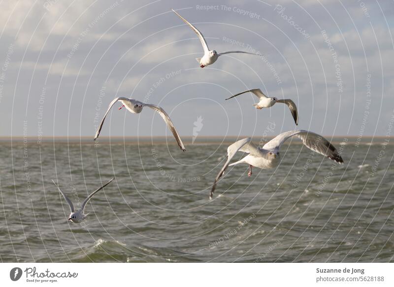 Möwen fliegen über das Meer mit einem kleinen Strand im Hintergrund Vogel Vögel MEER Fotografie Tier Seevogel Küste Himmel Wildtier Natur Möwenvögel