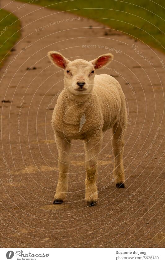 Kleine Schafe blockieren die Straße. Ein niedliches Schaf steht wild auf der Straße. Die Stimmung des Bildes ist ländlich, ruhig und idyllisch. Tier Tierporträt
