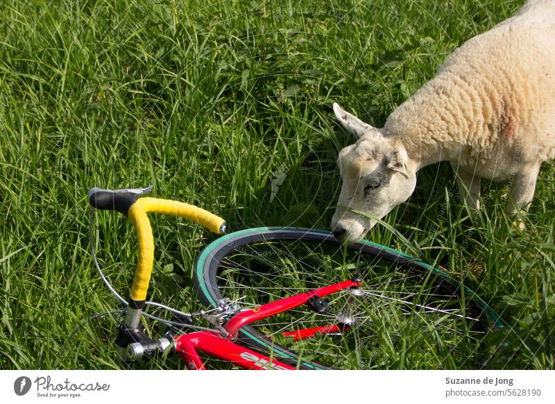 Abenteuerliche Fahrradtour mit einem Schaf. Das Fahrrad wurde bei einer Fahrradtour für einen Moment abgestellt, als ein neugieriges Schaf anfing, daran zu schnuppern.