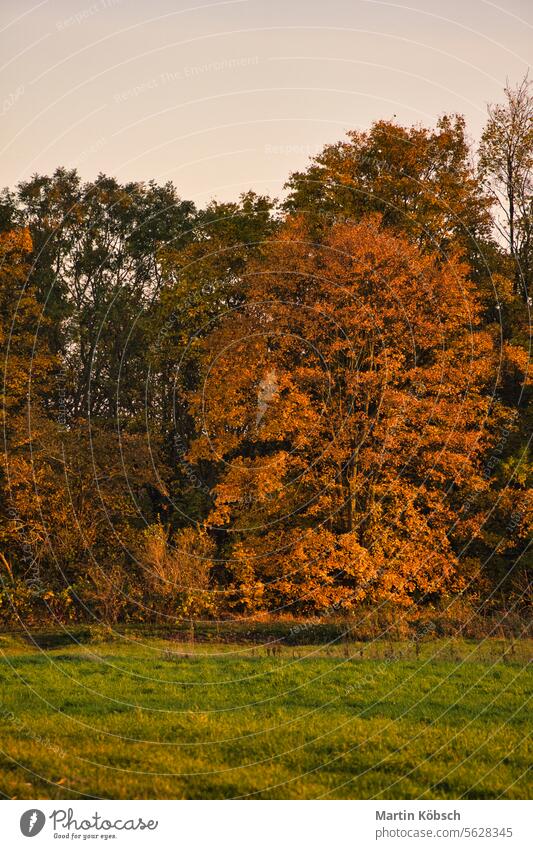 Bunte Herbstblätter an den Bäumen. Herbst im Sonnenschein. Landschaft Schuss Natur Sonnenlicht Herbstlaub Blätter Flora Botanik rot gold Baum Waldsee