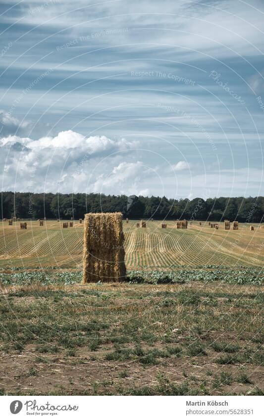 Strohballen auf einem abgeernteten Weizenfeld. Nahrungsmittelversorgung. Landwirtschaft zur Ernährung der Menschheit Biokraftstoff Kornfeld Lebensmittel Ernte