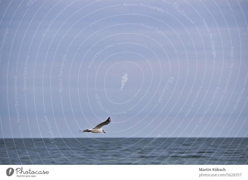 Möwe fliegt über die Ostsee an der Küste vor dem Strand. Tierfoto Nordsee Himmel sehen baltisch Meer weiß Detailaufnahme MEER vereinzelt Flügel Gefieder Fliege