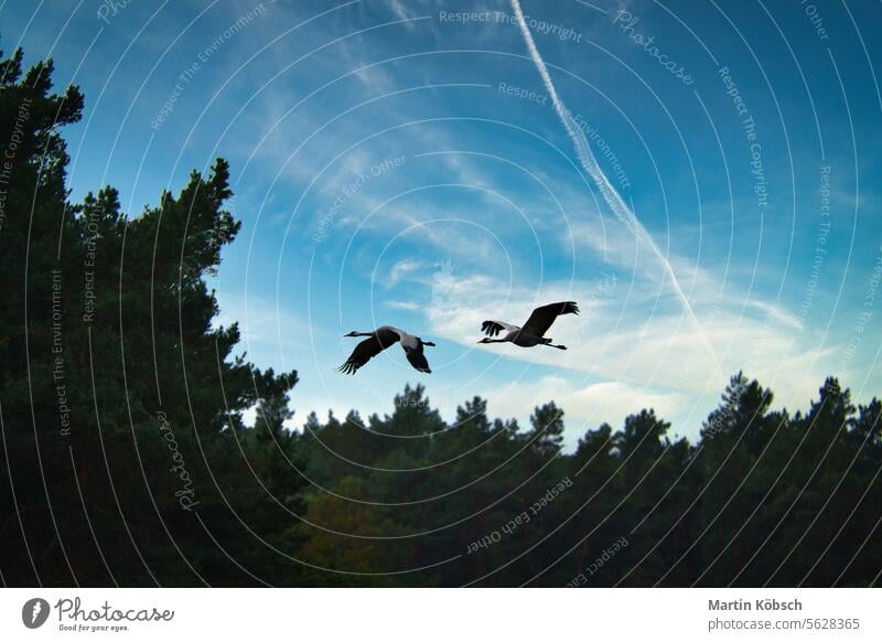Zwei Kraniche fliegen über Bäume in einem Wald. Zugvögel auf dem Darss. Tierfoto Feld migratorisch Vögel Darß fallen Natur Ornithologe Tierwelt Ökosystem Umwelt