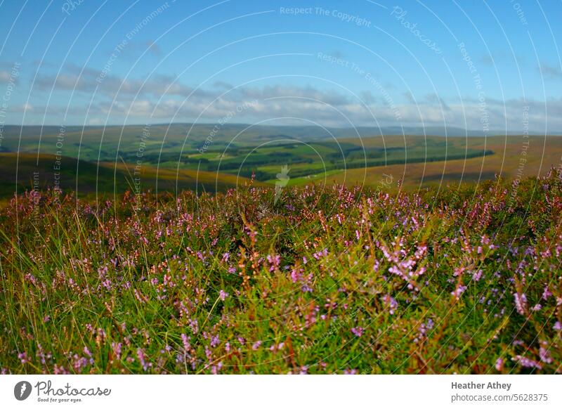 Heidekraut auf einem Moorgebiet in Weardale in den North Pennines, UK Maure Moorland Tal Hügel Wimpel Durham Landkreis Natur Landschaft Umwelt Außenaufnahme