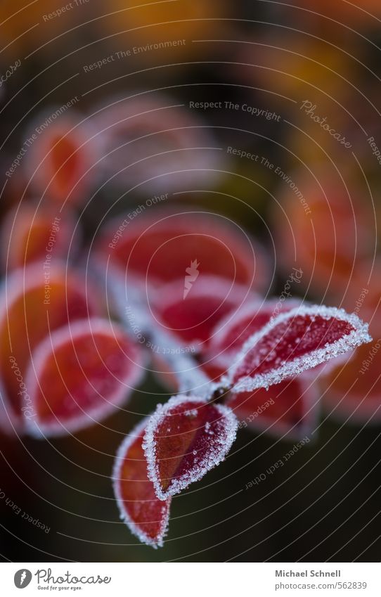 Herbstwinter - Winterherbst Natur Pflanze Eis Frost Sträucher Blatt kalt rot Vergänglichkeit Farbfoto Makroaufnahme Textfreiraum oben Abend